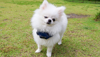 ワンちゃんのイメージ