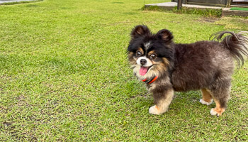 ワンちゃんのイメージ