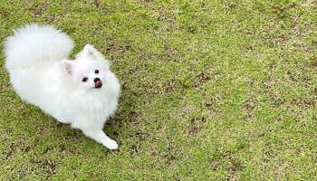 ワンちゃんのイメージ