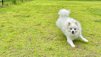 ワンちゃんのイメージ