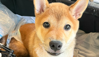 ワンちゃんのイメージ