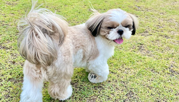 ワンちゃんのイメージ