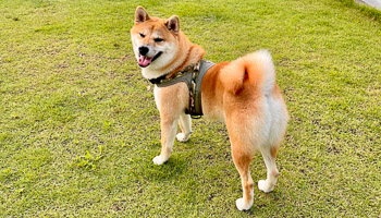 ワンちゃんのイメージ