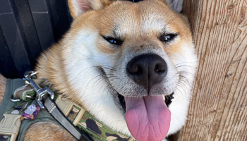 ワンちゃんのイメージ