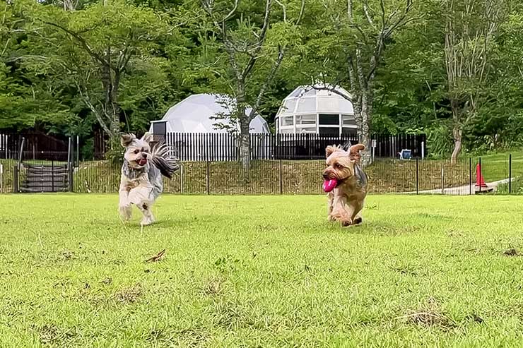 パブリックドッグラン